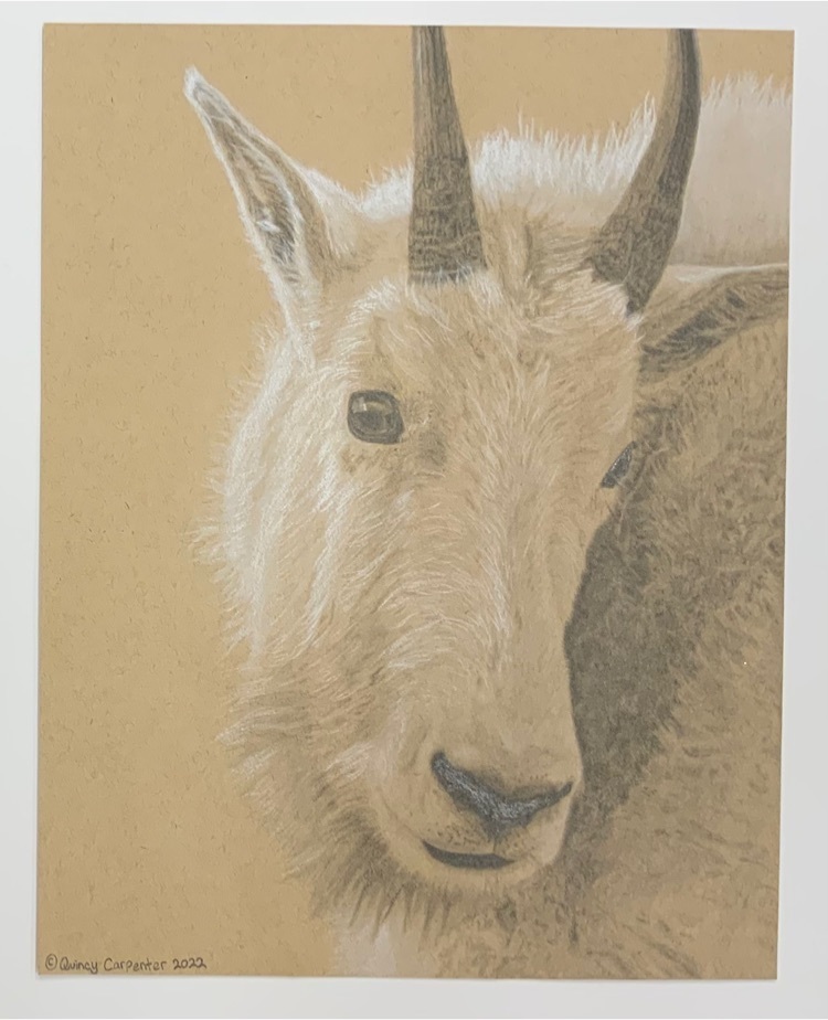 mountain goat pencil drawing 